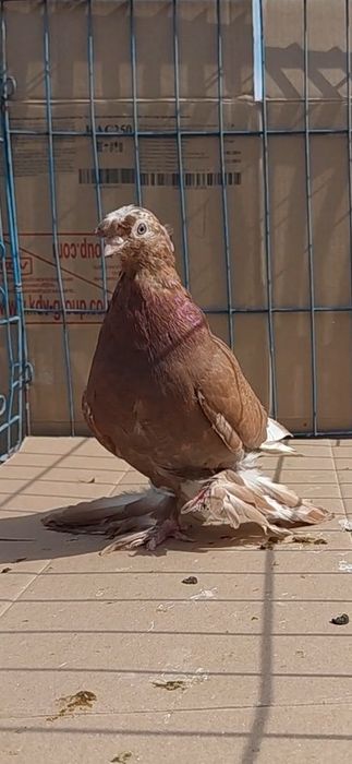 Голуби игровых кровей