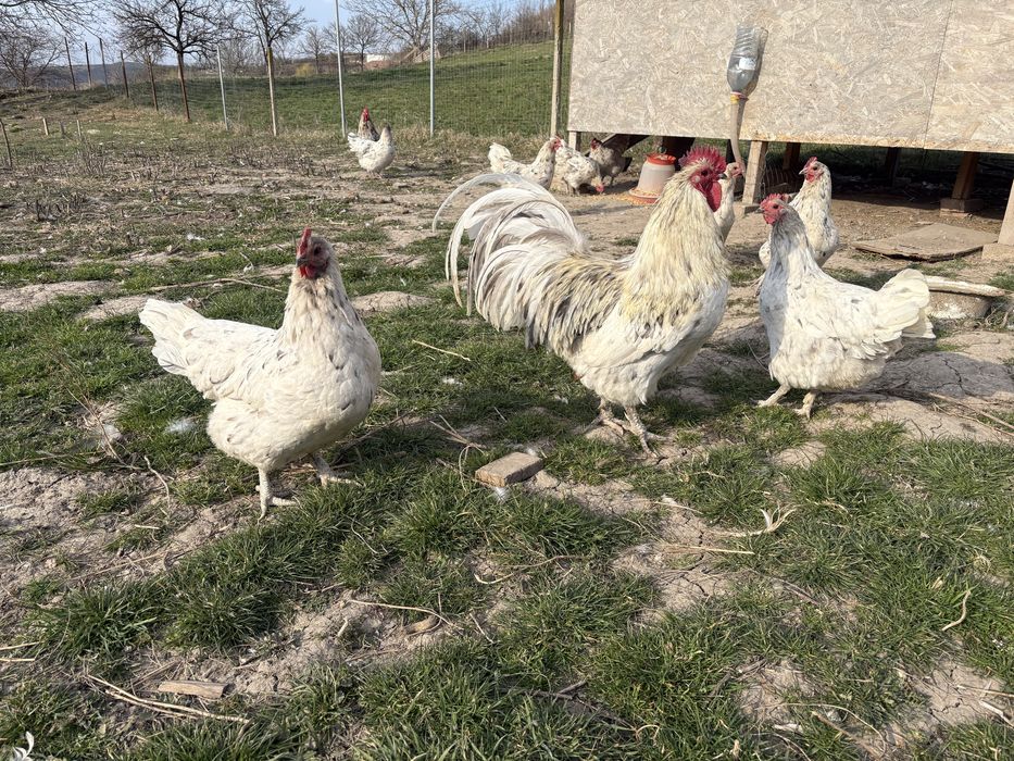 Ouă pentru incubat – Australorp Splash