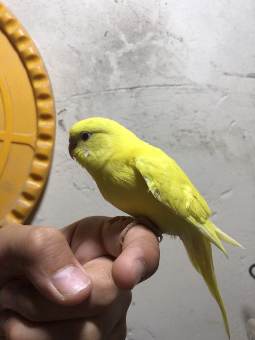 Лимон папугае лар