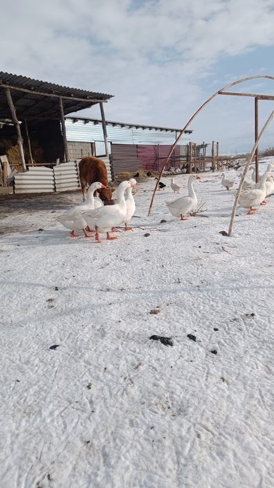 Гусята домашние двухмесячные