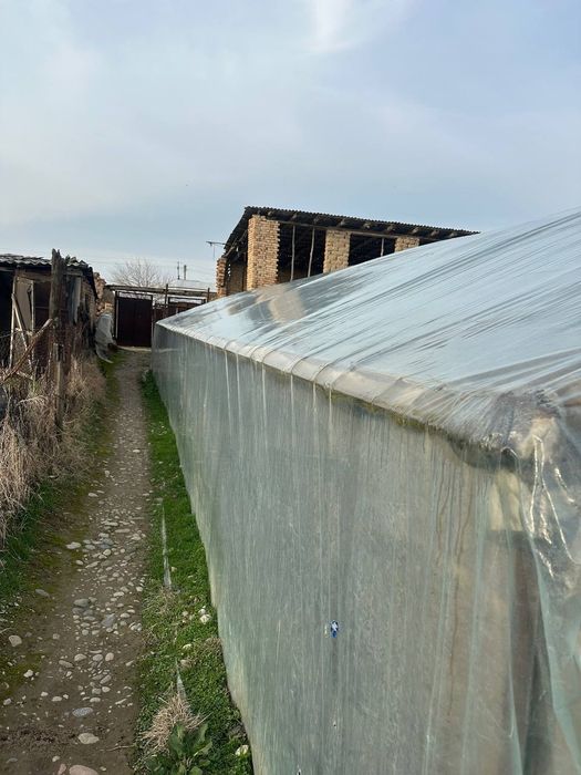 Tiplisa sotiladi 3ta