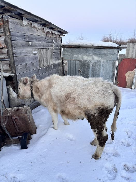 Продам телочек 1 год