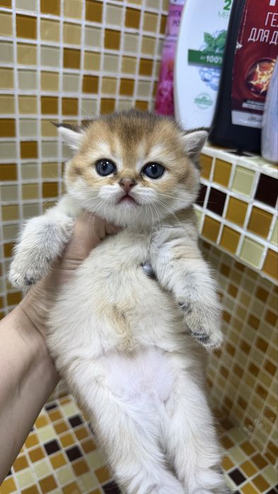 Золотая шиншилла пацан