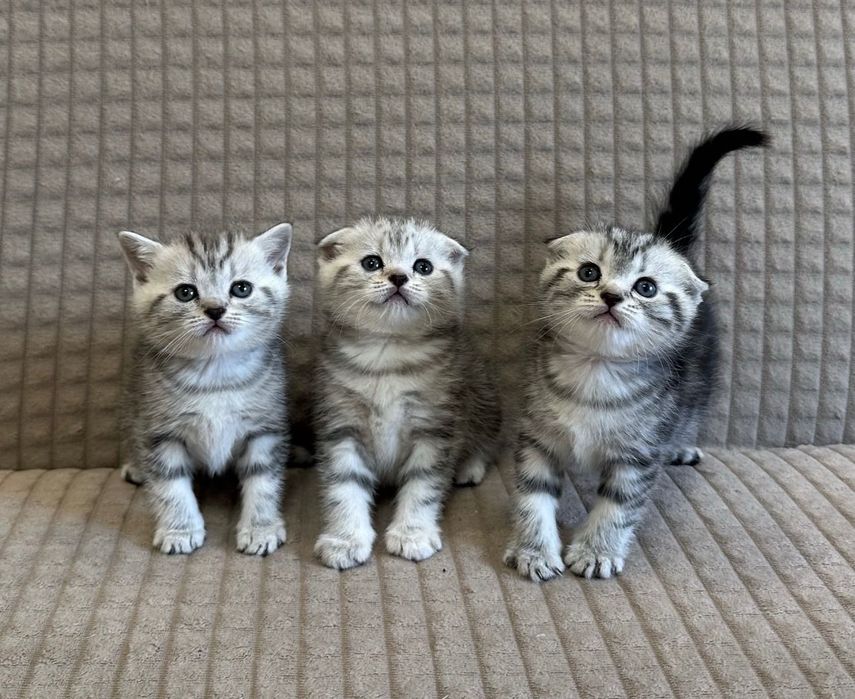 Шикарнейшие Котята