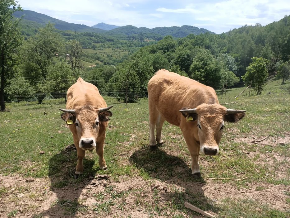 3 juninci gestante rasa Aubrac, junincă gestantă Aubrac
