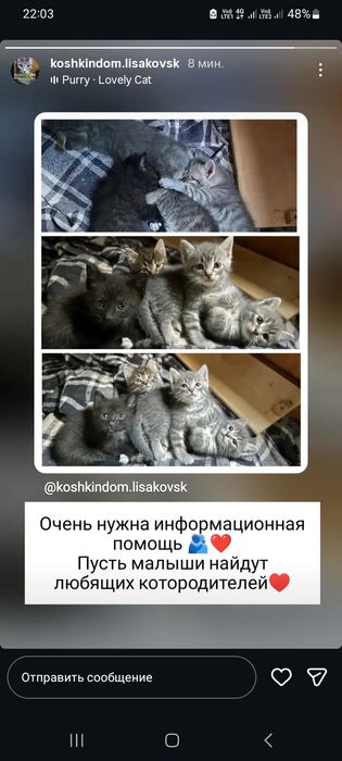Котенок  ищет  дом