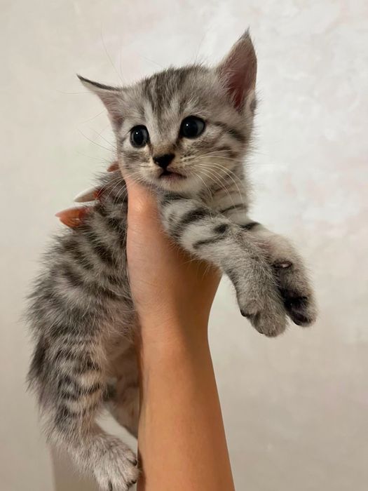 Котята скоттиш страйт