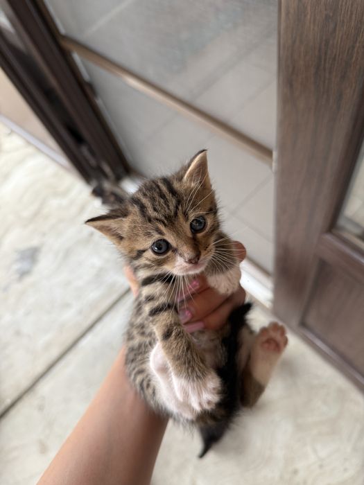 Pisoiaşi jucăuşi pentru adoptie