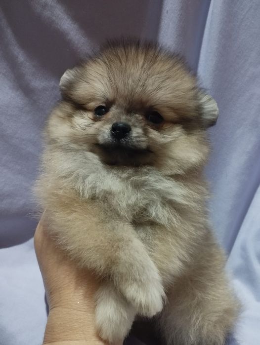 Щенки шпица мини