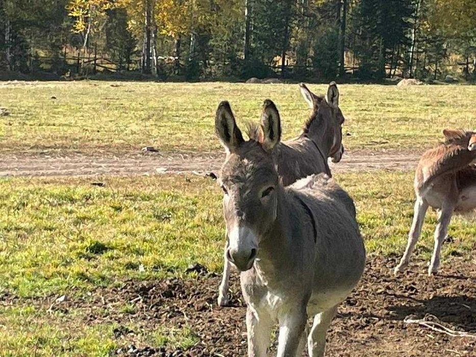 Продам разных ишаков