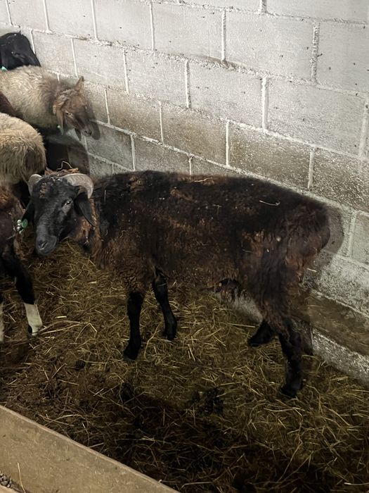 Продам баранчиков