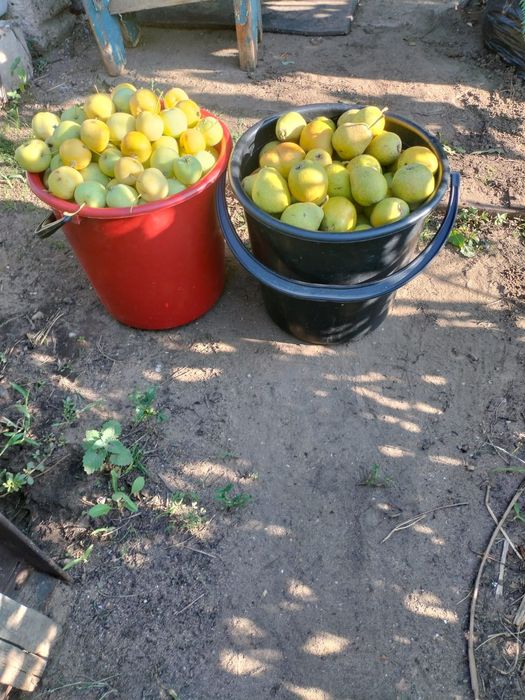 Продам вкусные груши и яблоки