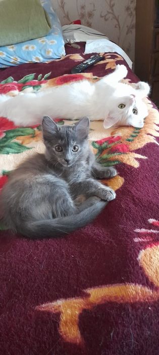 Отдам даром котят