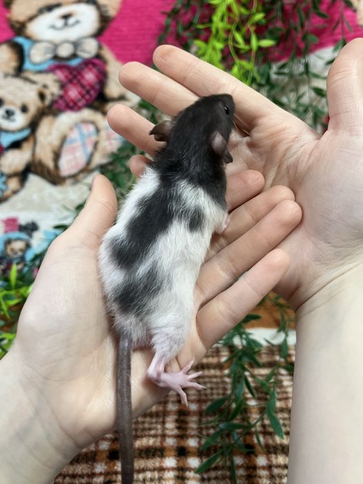 Крысята ручные кудряшки и сфинксы( крысы,крыса,крыски)