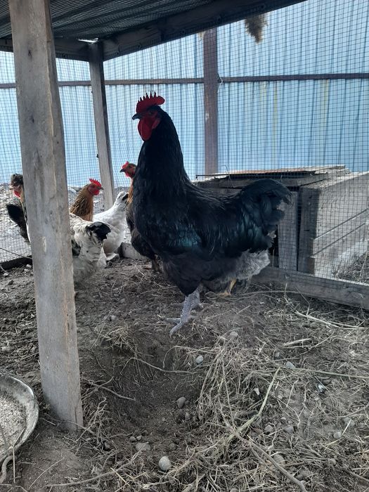 Продам куры домашний