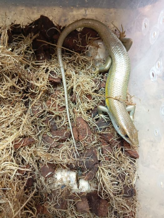 Дезия оливковая сцинк