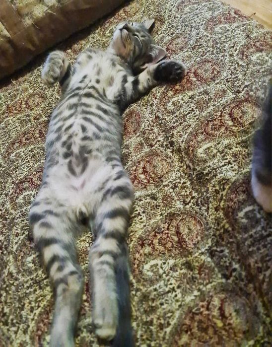 Котенок в добрые руки