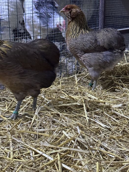 Curcani de rasă Narragansett oua incubat, pui mici Australorp Brahma