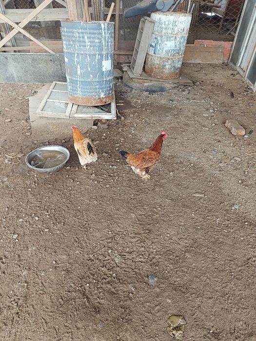 Куры домашние продаются