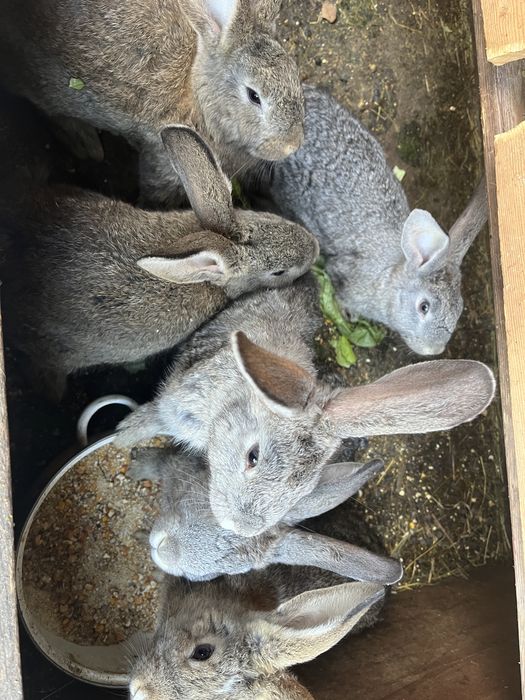 Iepuri de vanzare !!!