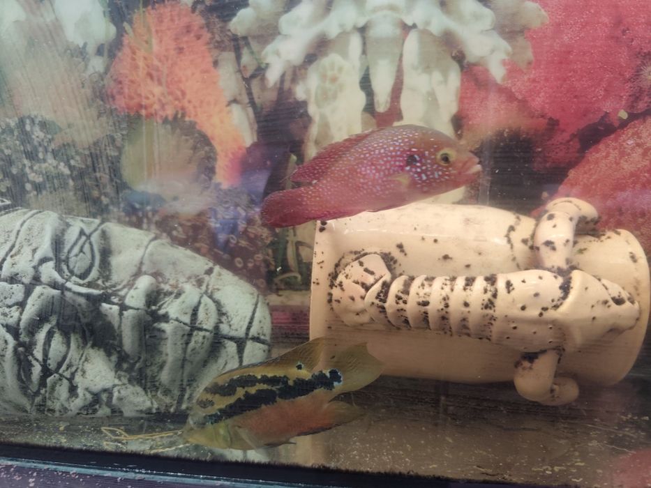 Продам аквариум с рыбками