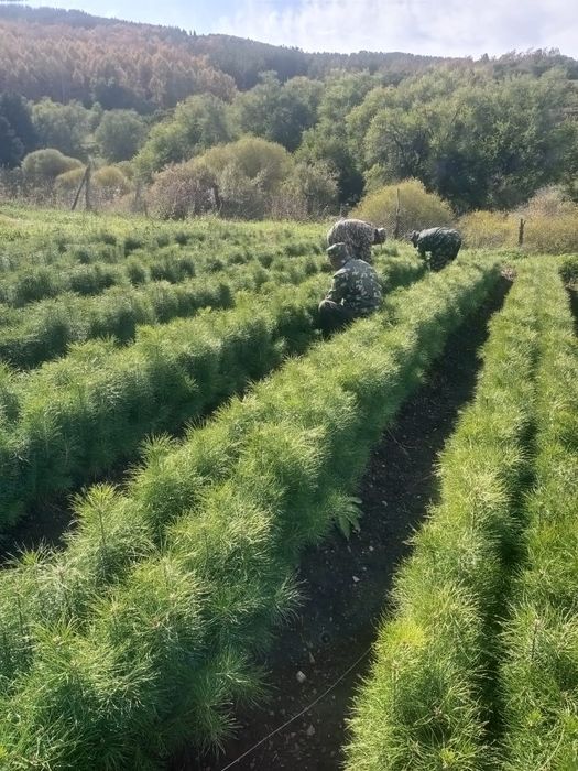 Ёлки голубые, сосна20-30см