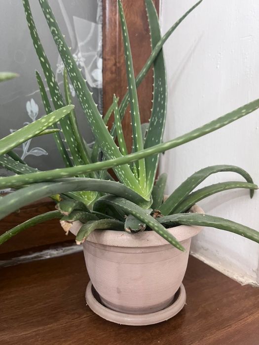 Гүлдер алое вера гүлдері