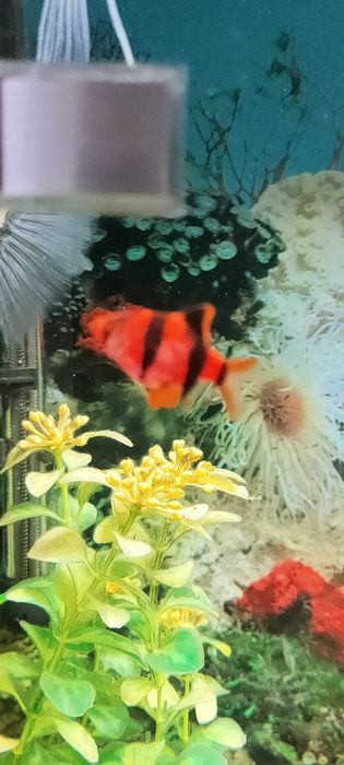 Рыбки аквариумные