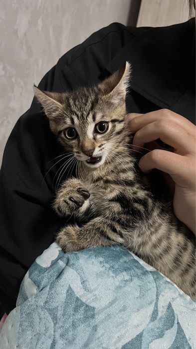 Домашний игривый котенок