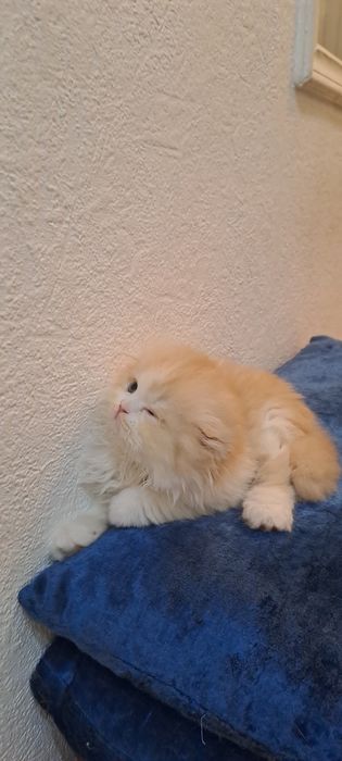 Продаётся котёнок Scottish fold Haylend