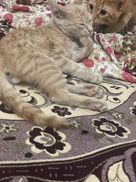 отдам котенка в добрые руки