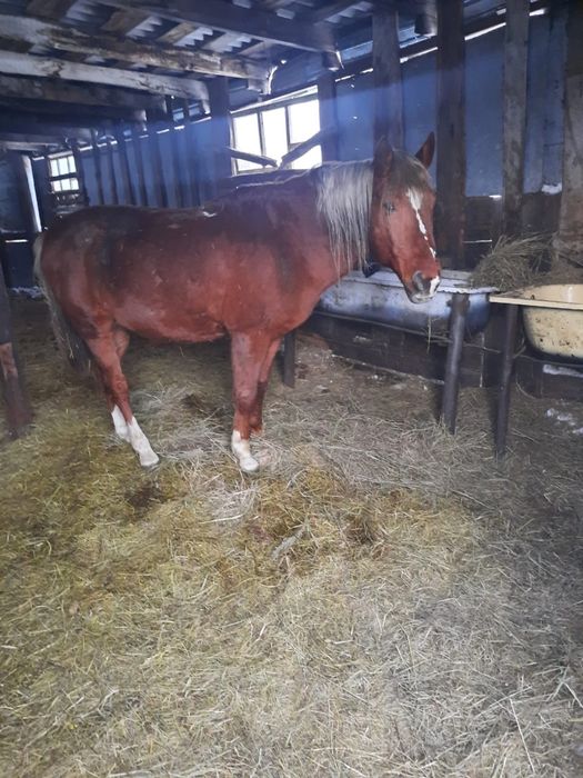 Продам жеребца,айгыр сатылады