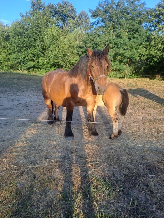 Iapa ardeneza cu manz de 3 luni  gestanta
