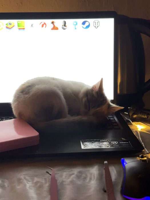 Котёнок, 5 месяцев