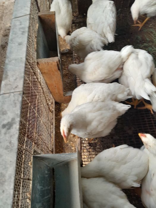 Продам бролерных курей