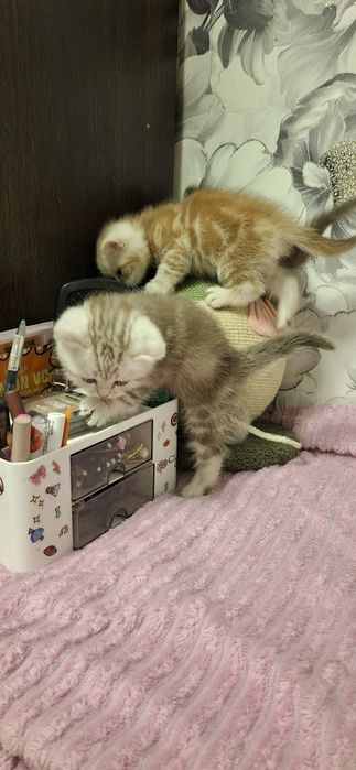 Шотландские скоттиш котята