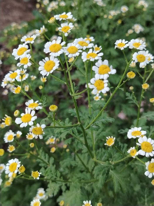 Рассада английской голубой аквилегии, матрикарии. вероники