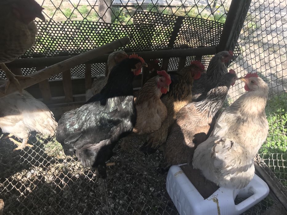 Куры                 .