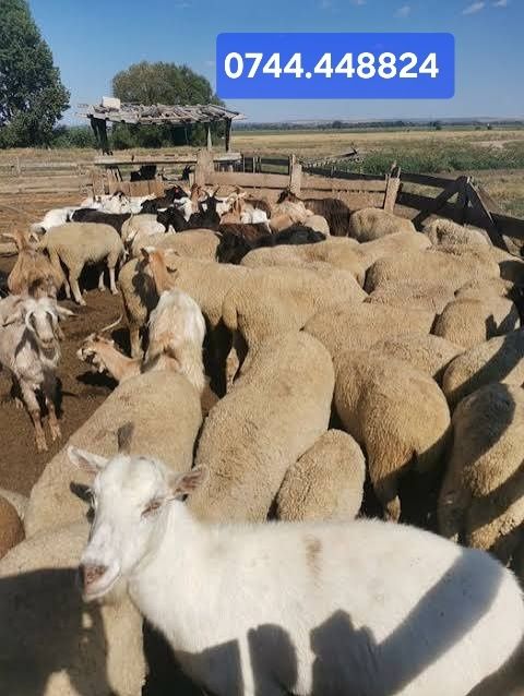 Vând capre bunăciuni
