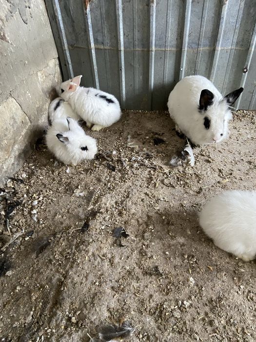 Iepuri pitici albi cu negru pui si maturi