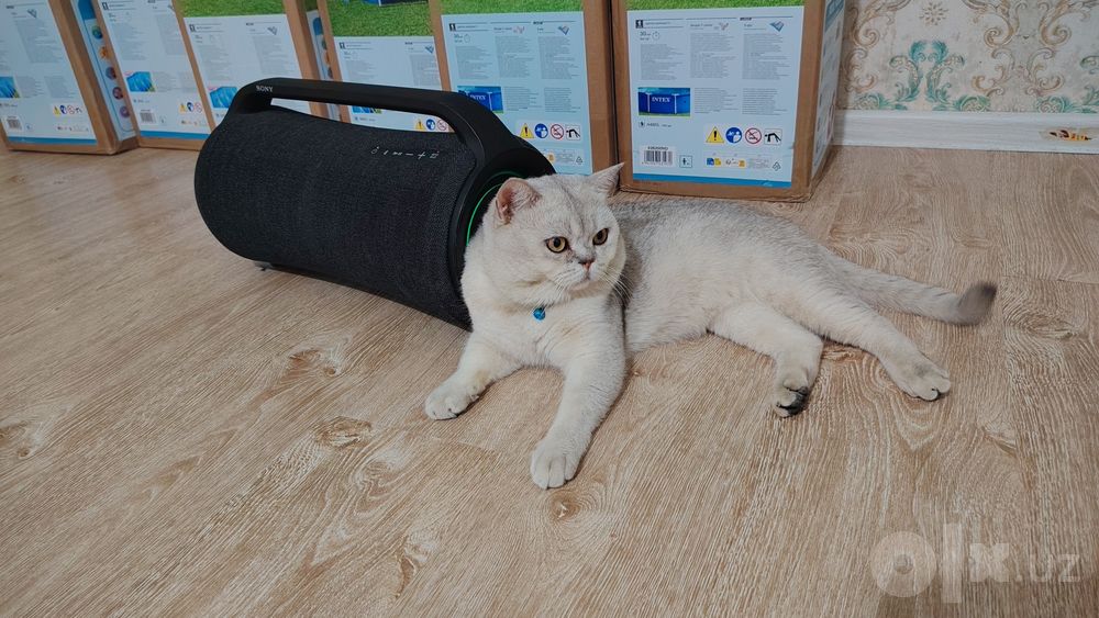 Вязка кота серебристый Шин шыла