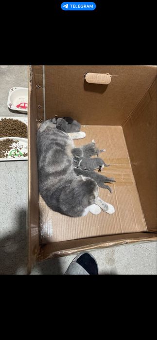 Mushuk sotiladi 2yosh