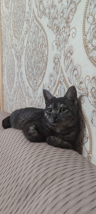 Котята породистые