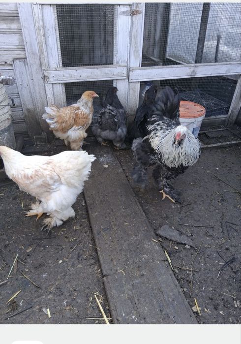 Gaini diferite rase, cocosi albi, oua