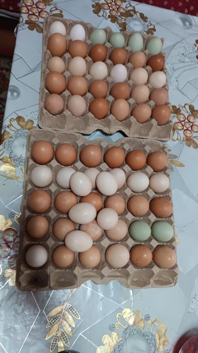 Инкубационные яйцо