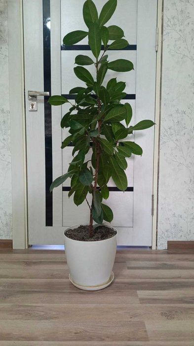 Продается  фикус