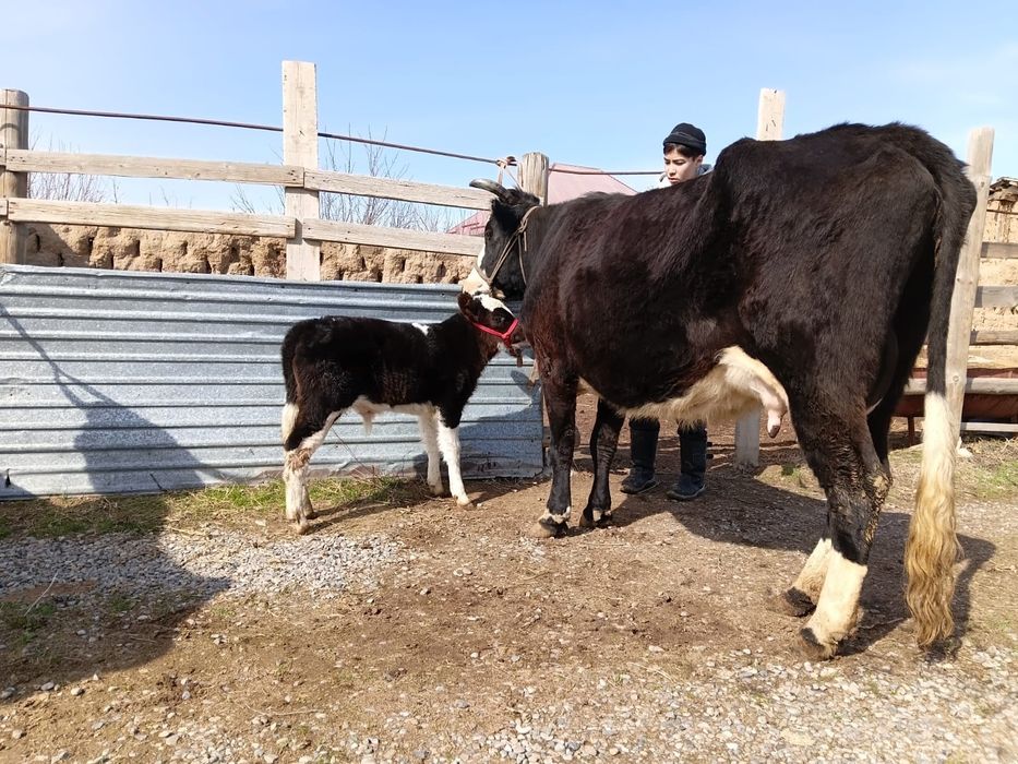 Бұзаулы сиыр сатылады