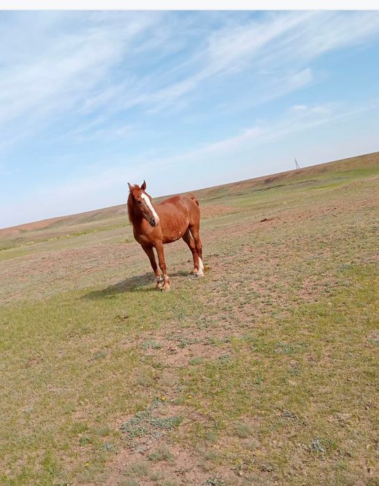 Продам  коня (Ат) жорга 11-12 лет.