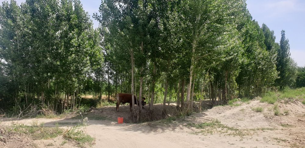 Uy sotiladi 2 xujalik XATIRCHI TUMANIDA