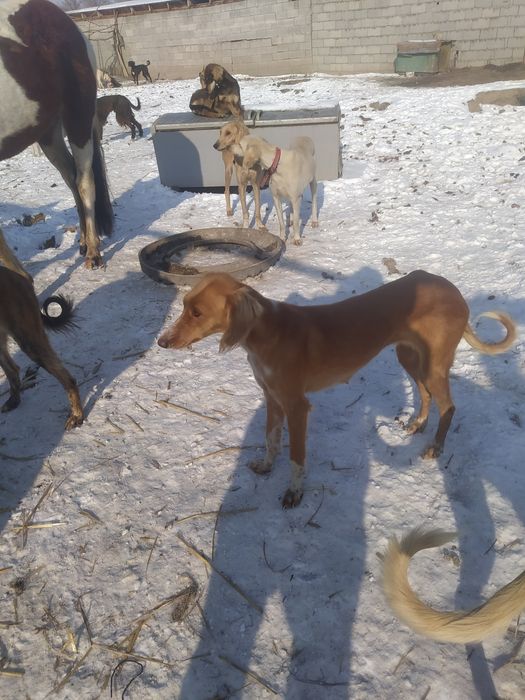 Продам тазы Молодые